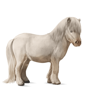 pônei shetland castanho