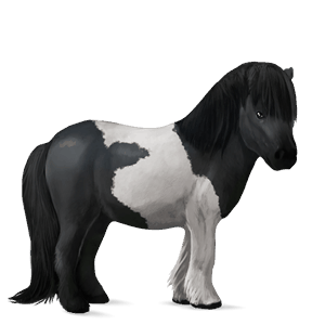 pônei shetland tobiano preto