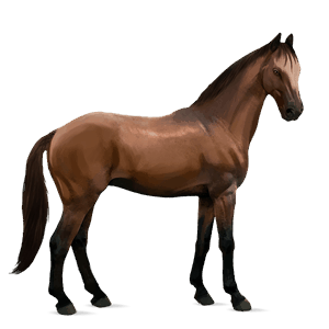 cavalo de passeio lusitano baio de cabos negros