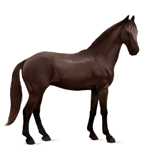 cavalo de passeio paint horse overo castanho