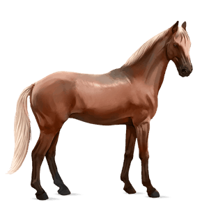 cavalo de passeio quarto de milha palomino