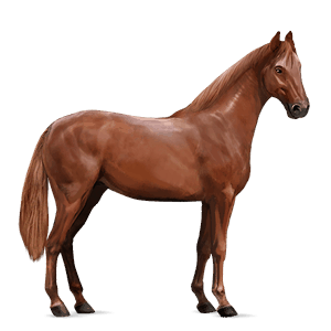 cavalo de passeio alazão