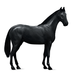 cavalo de passeio hanoveriano alazão tostado