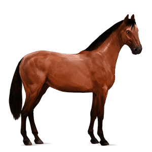 cavalo de passeio quarto de milha castanho sangue