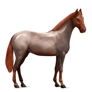 cavalo de passeio hanoveriano alazão