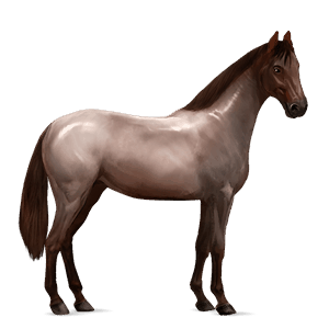 cavalo de passeio trakehner rosilho castanho