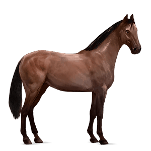 cavalo de passeio castanho