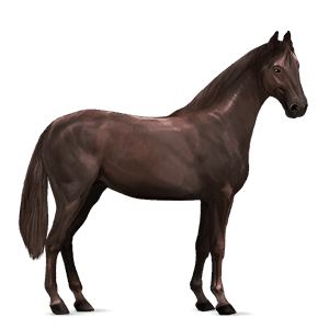 cavalo de passeio crioulo argentino castanho toveiro