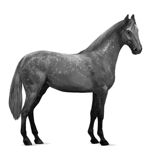 cavalo de passeio hanoveriano tordilho negro