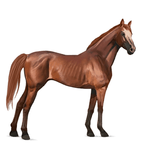 cavalo de passeio puro sangue inglês alazão