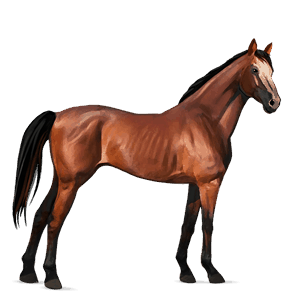 cavalo de passeio puro sangue inglês castanho sangue