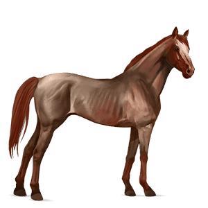 cavalo de passeio puro sangue inglês rosilho alazão