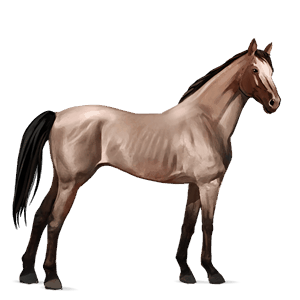 cavalo de passeio rosilho castanho