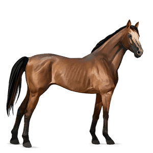 cavalo de passeio castanho