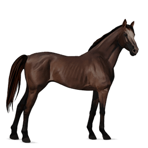 cavalo de passeio puro sangue inglês alazão tostado