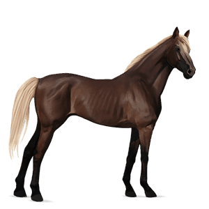 cavalo de passeio lusitano tordilho negro