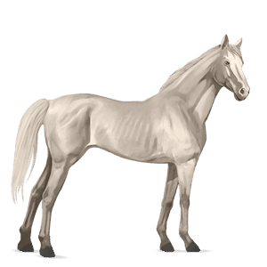 cavalo de passeio nokota castanho