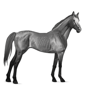 cavalo de passeio puro sangue inglês tordilho negro