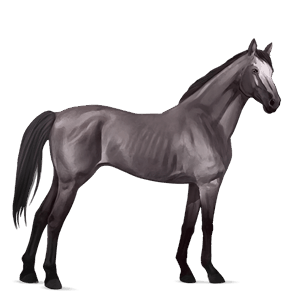 cavalo de passeio puro sangue inglês lobuno
