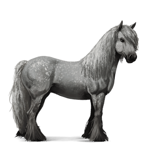 cavalo de tração percheron tordilho negro