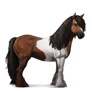 cavalo de passeio gypsy vanner tobiano castanho