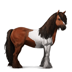 cavalo de passeio gypsy vanner tobiano castanho sangue