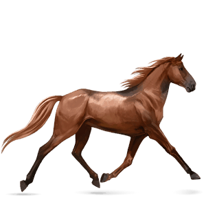 cavalo de passeio trotador francês alazão