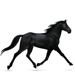 cavalo de passeio nokota preto