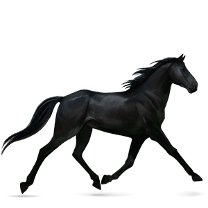cavalo de passeio quarto de milha preto