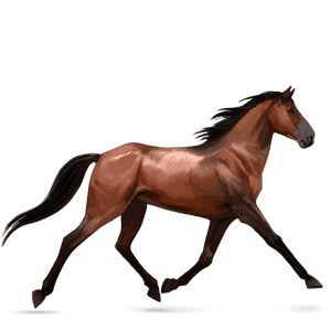 cavalo de passeio quarto de milha castanho escuro