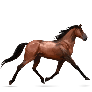 cavalo de passeio irish sport horse castanho