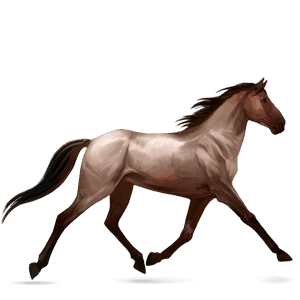 cavalo de passeio kwpn castanho