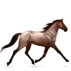 cavalo de passeio mangalarga marchador rosilho castanho