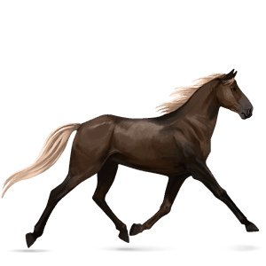 cavalo de passeio quarto de milha preto