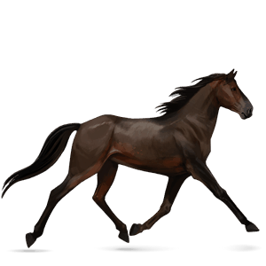 cavalo de passeio trotador francês castanho escuro