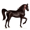 cavalo de passeio quarto de milha castanho escuro