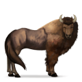 cavalo selvagem bisão