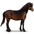cavalo selvagem dartmoor