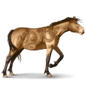 cavalo selvagem misaki