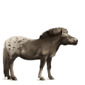 cavalo de passeio quarto de milha tordilho negro