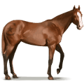 cavalo selvagem cavalo de shackleford banks