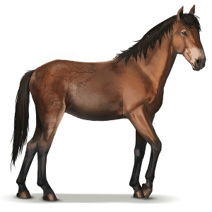 cavalo selvagem cavalo de cumberland island