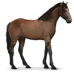 cavalo selvagem cavalo namibian