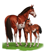 elevage-chevaux.png