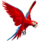 arara