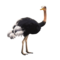 avestruz