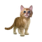 gato