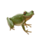 sapo