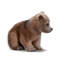 urso pardo