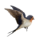 andorinha